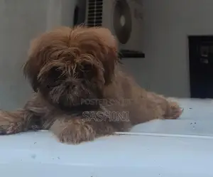Shih Tzu Puppies