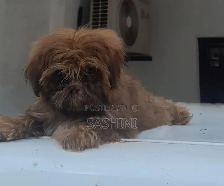 Shih Tzu Puppies