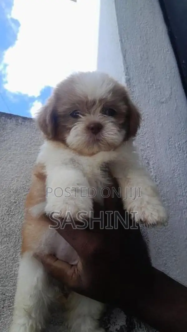 Shih Tzu Puppies