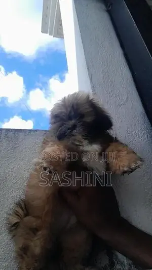 Shih Tzu Puppies