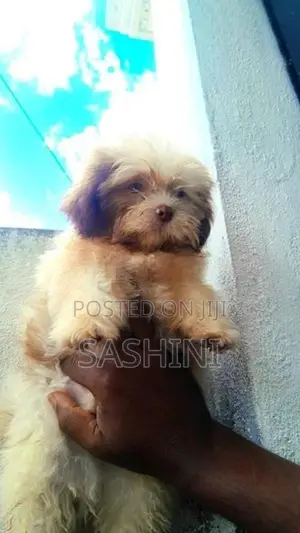 Shih Tzu Puppies