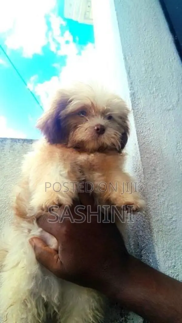 Shih Tzu Puppies
