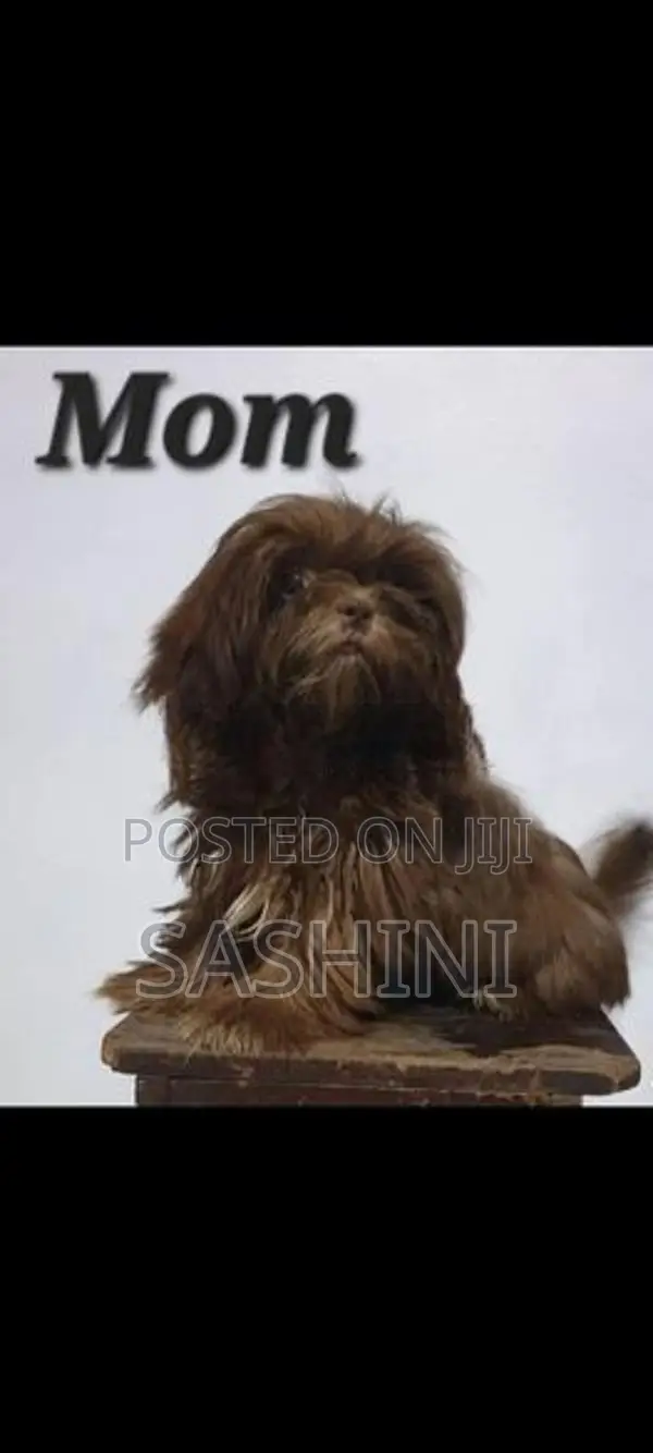 Shih Tzu Puppies