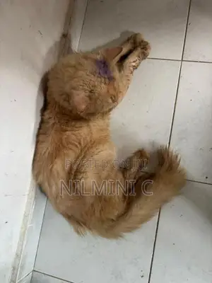 Persian Cat