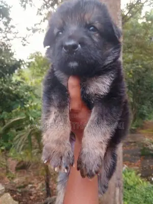 German Shepherd Puppy