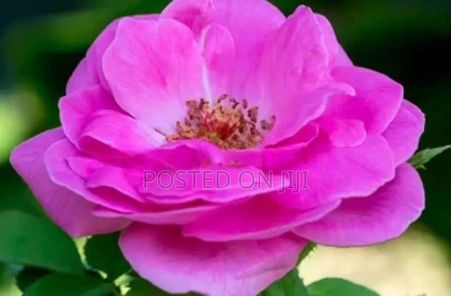 ஊர் றோஸ் பதிகள்