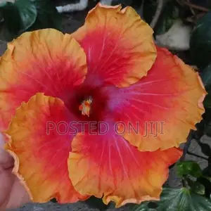 செம்பருத்தி செடிகள்