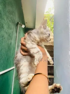 Silver Persian Kitten