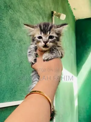 Silver Tabby Persian Kitten
