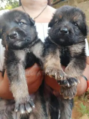 German Shepherd Puppy