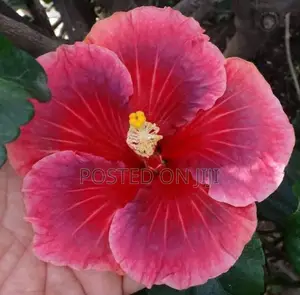 செம்பருத்தி செடிகள்