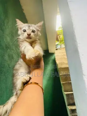 Silver Persian Kitten