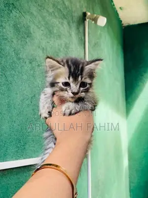 Silver Tabby Persian Kitten