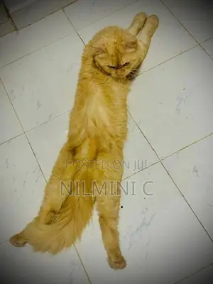 Persian Cat