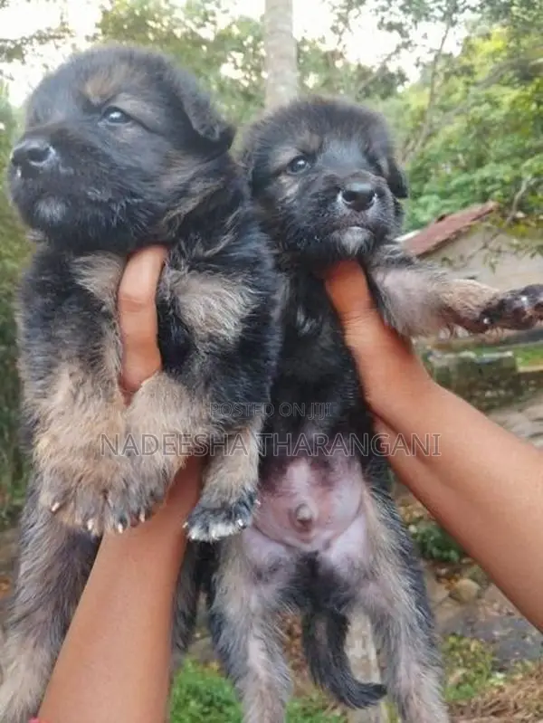 German Shepherd Puppy