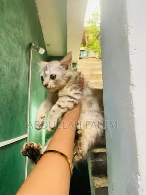 Silver Persian Kitten