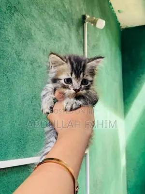 Silver Tabby Persian Kitten