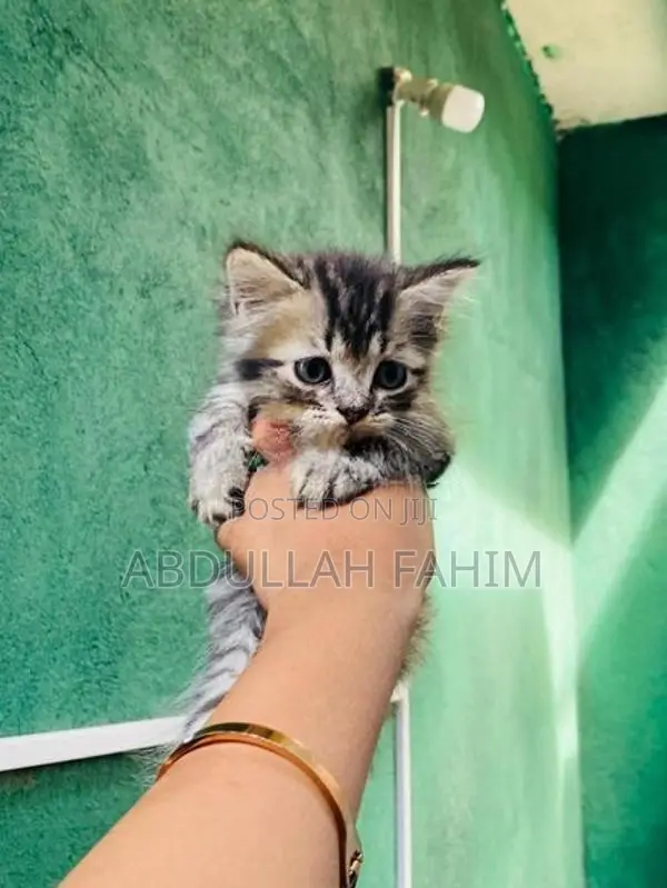 Silver Tabby Persian Kitten