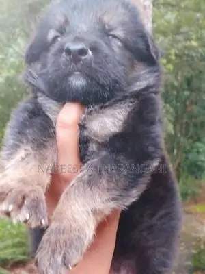 German Shepherd Puppy