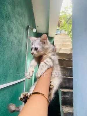Silver Persian Kitten