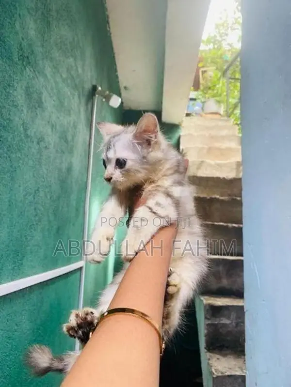 Silver Persian Kitten