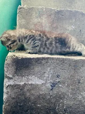 Silver Tabby Persian Kitten