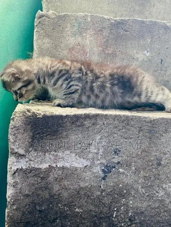 Silver Tabby Persian Kitten