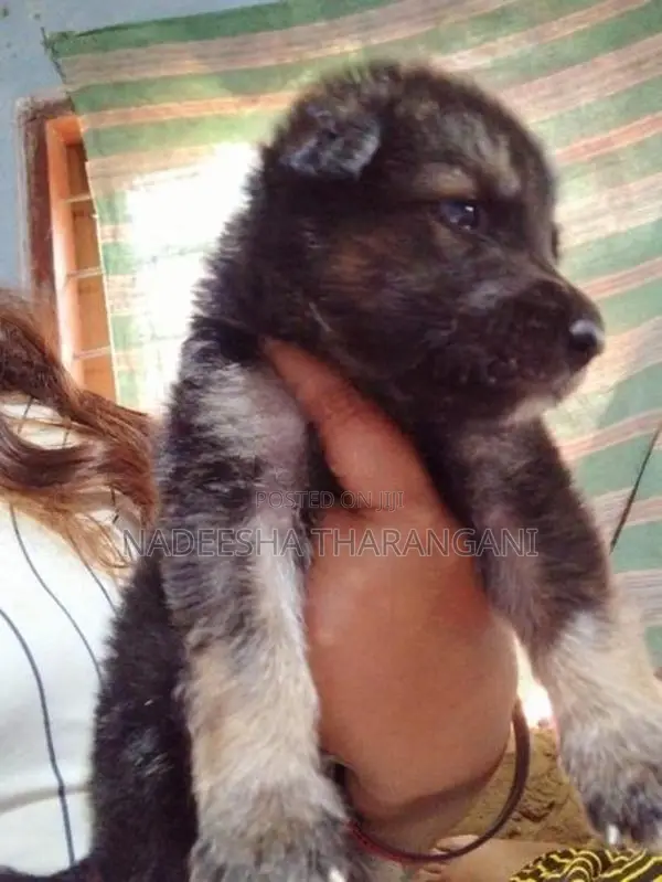 German Shepherd Puppy