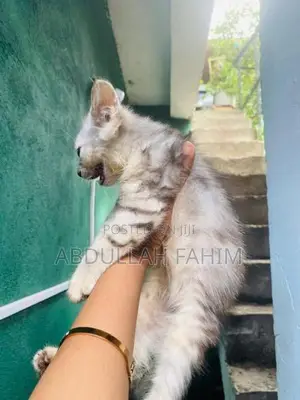 Silver Persian Kitten