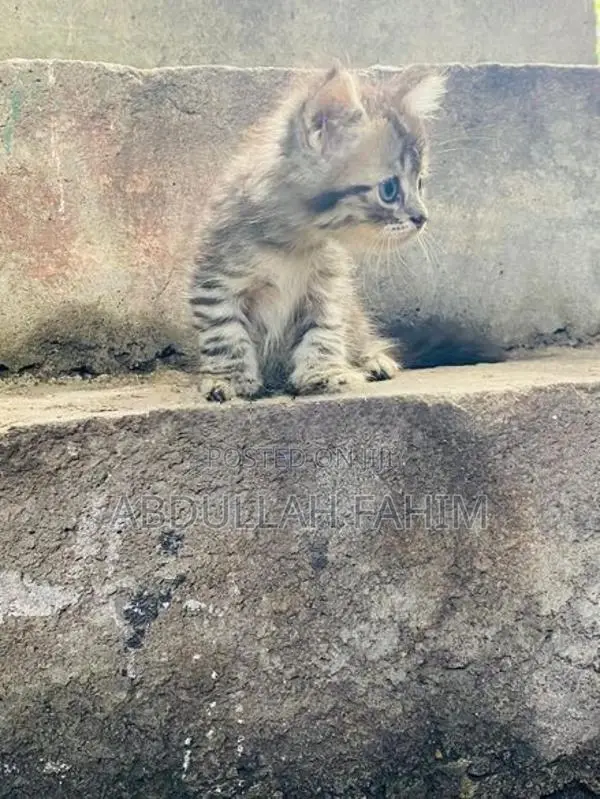 Silver Tabby Persian Kitten