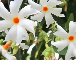 மல்லிகை