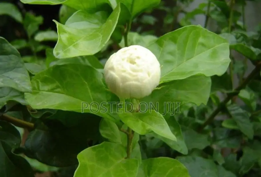 மல்லிகை