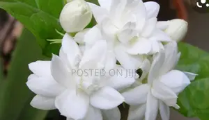 மல்லிகை