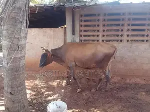 Milk Cow