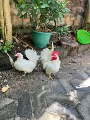 Japanese Bantam