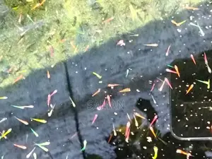 Glow Tetra Fish