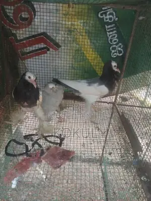 Pigeon