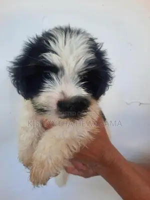 Shih Tzu Puppy