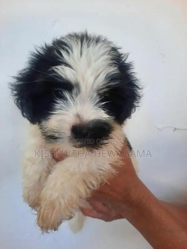 Shih Tzu Puppy