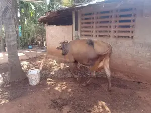 Milk Cow