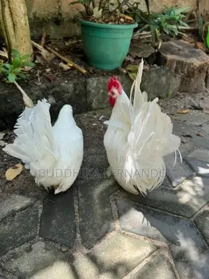 Japanese Bantam