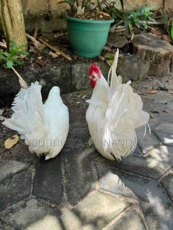 Japanese Bantam