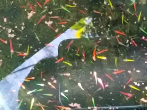 Glow Tetra Fish
