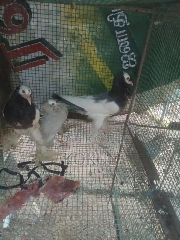 Pigeon