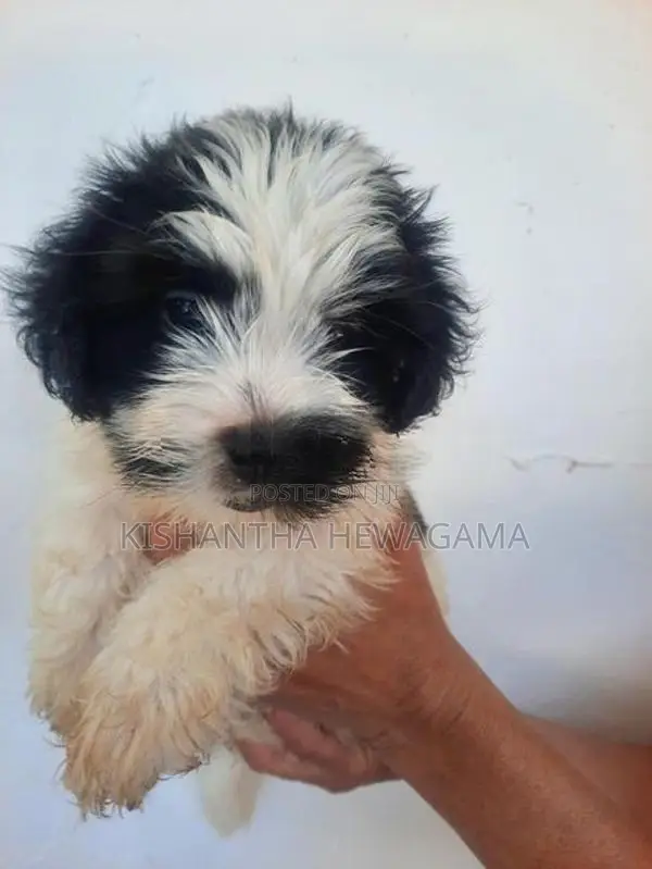 Shih Tzu Puppy