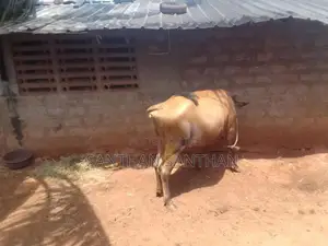 Milk Cow