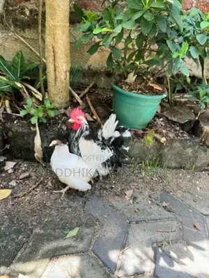 Japanese Bantam