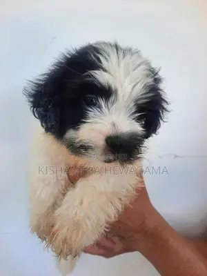Shih Tzu Puppy