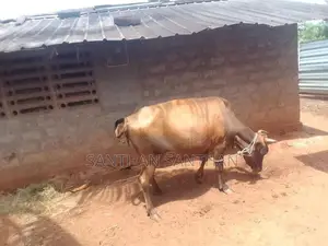 Milk Cow