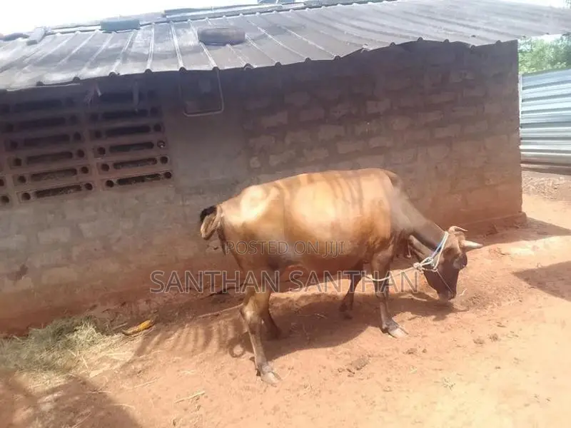 Milk Cow